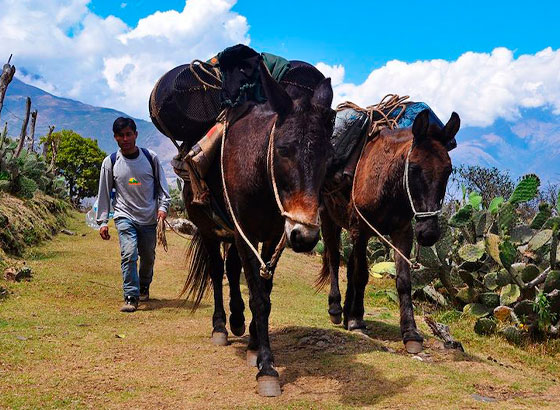 The Ultimate Choquequirao Trek with Skilled Muleteers