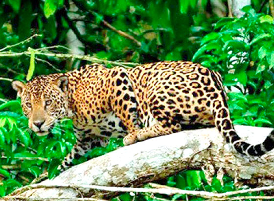 MACHU PICCHU AMAZON ADVENTURE 6 DAYS